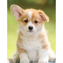 Puzzle 500 pièces : Adorable corgi - Nathan