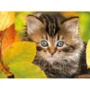 Puzzle 1500 pièces : Chaton en automne - Nathan