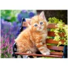Puzzle 180 pièces : Chaton sur un banc - Castorland