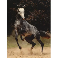 Puzzle 1000 pièces - Chevaux : Cheval moucheté - DToys