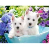 Puzzle 200 pièces : Chiot Westie - Castorland