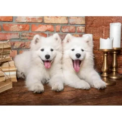 Puzzle 1000 pièces : Chiots samoyèdes disent bonjour - Castorland