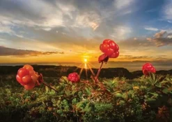 Puzzle 1000 pièces : Cloudbeeries - Heye