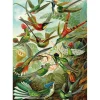 Puzzle 1500 pièces : Colibris - Ks Games