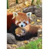 Puzzle 250 pièces : Collection Save our planet : Pandas rouges - Eurographics