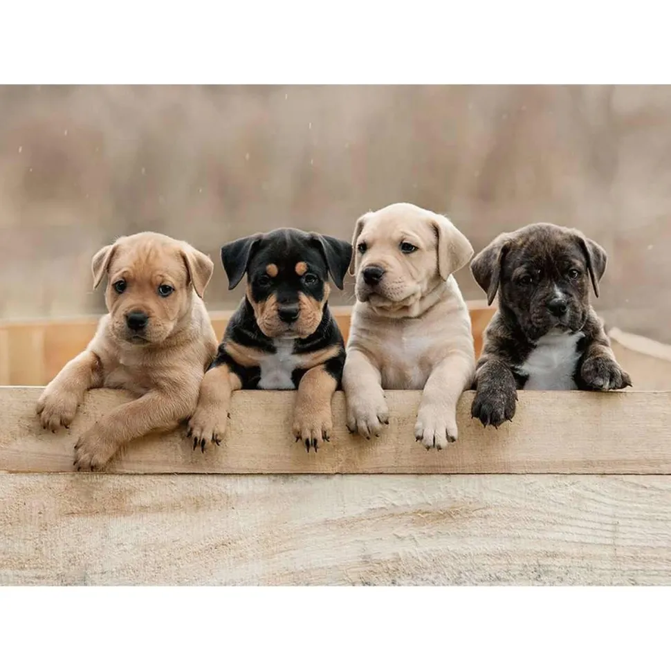 Puzzle 1000 pièces : Collection Tendresse - Les American Staffordshire Terriers - Nathan