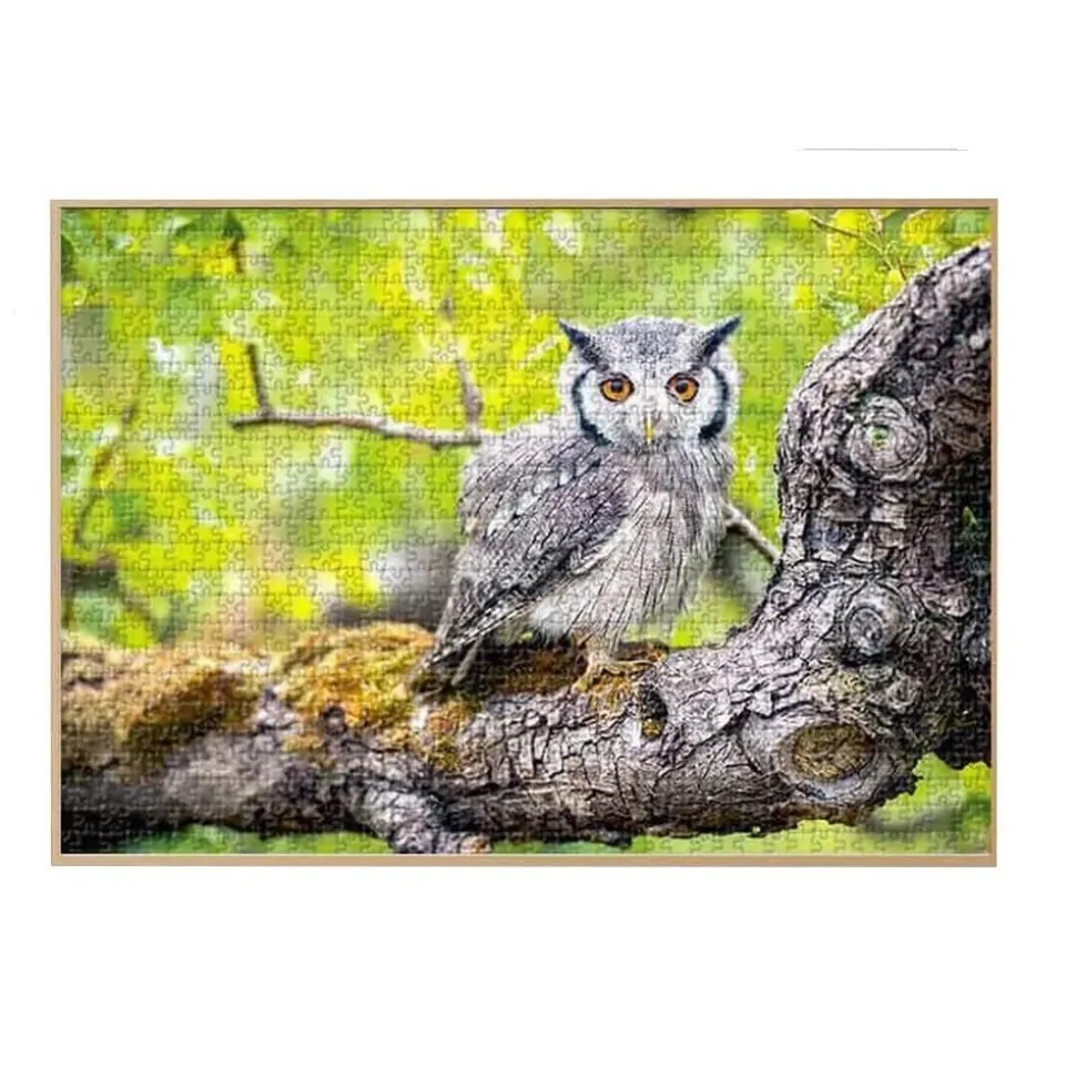 Puzzle 1000 pièces : Hibou sauvage - DToys