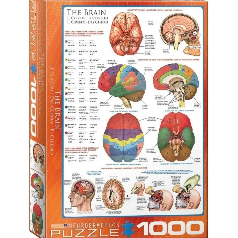 Puzzle 1000 pièces : Le cerveau - Eurographics