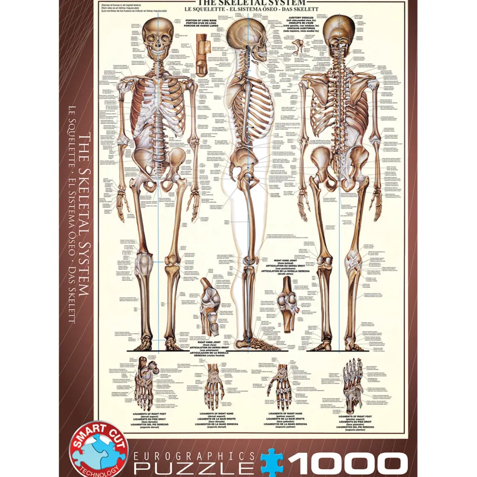 Puzzle 1000 pièces : Le squelette - Eurographics