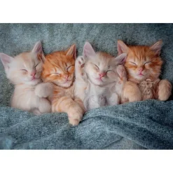 Puzzle 1000 pièces : Les chatons les plus doux - Castorland