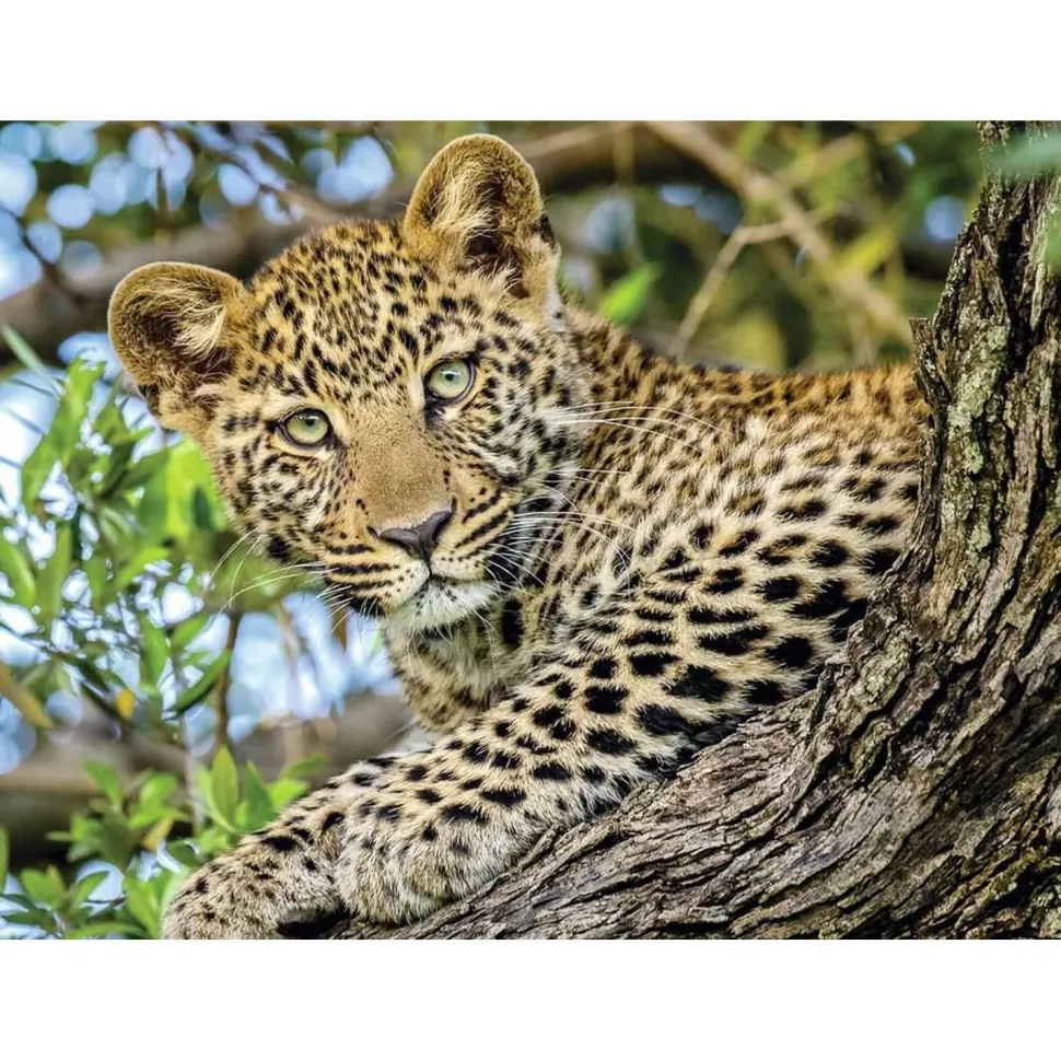 Puzzle 500 pièces : Les yeux du léopard - Nathan