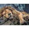 Puzzle 1000 pièces : Lion endormi - Trefl