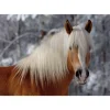 Puzzle 239 pièces - Magie des chevaux : Cheval Haflinger I - DToys