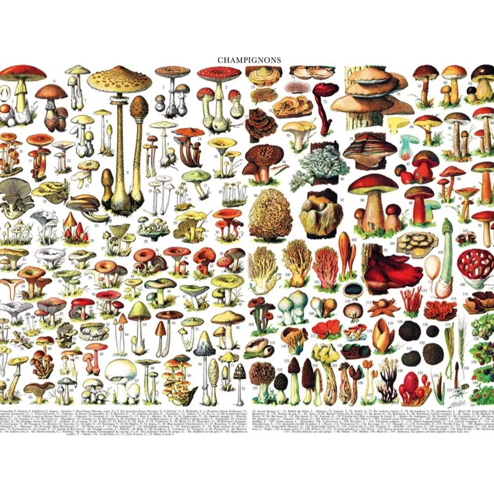 Puzzle 1000 pièces : Mushrooms Champignons - New York Puzzle Company