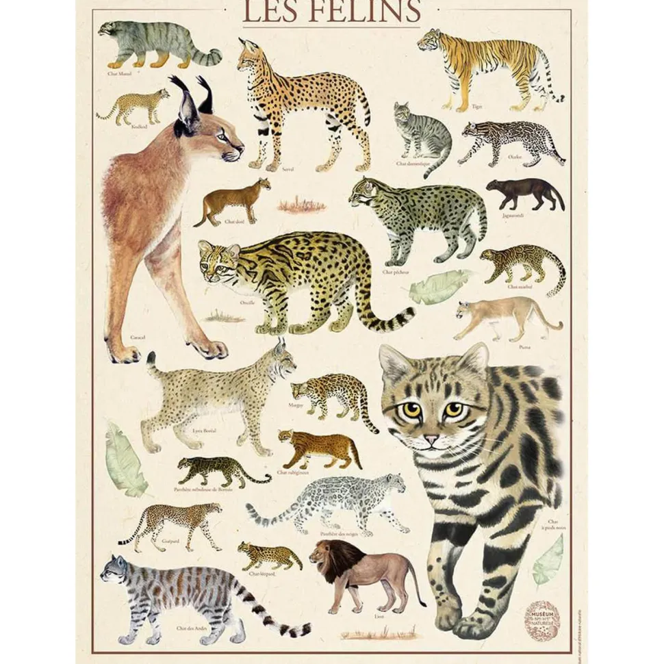 Puzzle 500 pièces : Muséum national d'Histoire naturelle : Les félins - Nathan