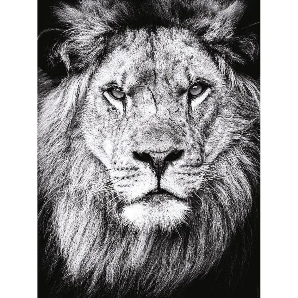 Puzzle 1000 pièces : Portrait royal - Nathan