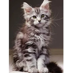 Puzzle 1000 pièces : Tendresse - Le chaton Maine Coon - Nathan