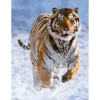 Puzzle 500 pièces : Tigre dans la neige - Ravensburger