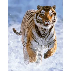 Puzzle 500 pièces : Tigre dans la neige - Ravensburger