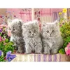 Puzzle 300 pièces : trois petits chatons gris - Castorland