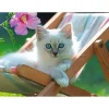 Puzzle 200 pièces XXL : Chaton blanc - Ravensburger