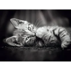 Puzzle Compact 1000 pièces : Chaton - Clementoni