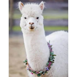 Puzzle Moment 200 pièces : Alpaga - Ravensburger