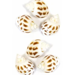 Sachet de 6 Coquillages Blancs rayés marron brillants - RueDeLaFete